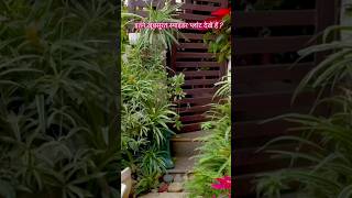 Beautiful spider plant arrangement plants gardeningaesthetics wintergarden [upl. by Luciano]