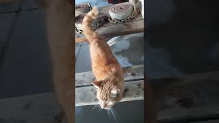 Marty the ginger kitty makes my day [upl. by Plunkett]