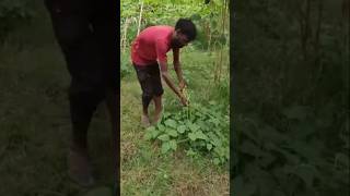 Cowpeas vegetables patch harvest farming shortvideo [upl. by Aleiram266]