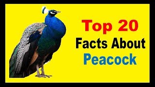 Peacock  Facts [upl. by Blodgett714]