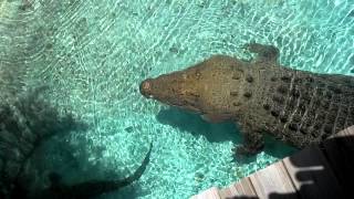 16 ft Saltwater Crocodile Jumping for Hat [upl. by Prowel]