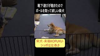 靴下遊びが飽きたのでボールを取って欲しい柴犬 柴犬 shiba dog おもしろい ボール [upl. by Timms740]