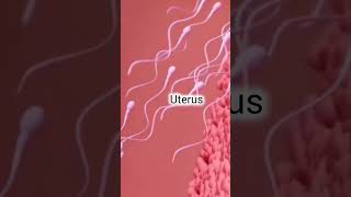 FERTILIZATION How the Sperm Meets the Egg [upl. by Brocklin]