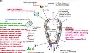 animal3 poriferaa pinacoderm mesenchyme choanoderm NEETAIIMSMDCAT [upl. by Trista]