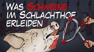 Was Schweine im Schlachthof erleiden  BR24 [upl. by Raamaj]