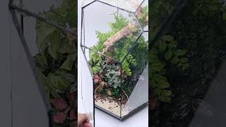 Growing plants from cuttings in closed terrariums [upl. by Ertnom797]