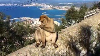 Gibraltar Monkey Steals Backpack [upl. by Cerf533]