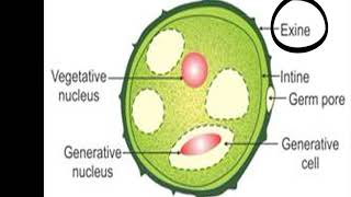 Gamete formation in plantspollen grain formation and ovule formation [upl. by Arahat604]