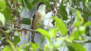 LongTailed Shrike Bird Call [upl. by Kristofer355]