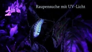 Raupensuche mit UVLicht [upl. by Artek]