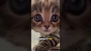 Meet the DEADLIEST Cat in the World catshorts amazingfacts naturedocumentary viral [upl. by Nafri]