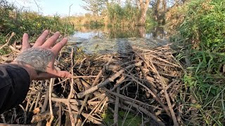 “BEAVERS OCEANIC RELEASE” Unclogging Massive Beaver Dam Unleashes Waves [upl. by Weeks555]