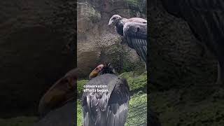 Watch Mysterious California condors reclaim skies in Mexico Shorts [upl. by Ahcmis417]