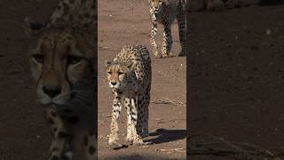 A rare sight  Three Cheetahs on the prowl looking for dinner [upl. by Oram]