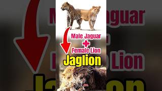 Blend of a male JAGUAR and a female LION lion jaguar [upl. by Cyprio409]