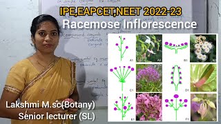 Racemose inflorescence EM in telugu explanationBipc 1st year 11class IPEEAPCETNEET 202223 [upl. by Attiuqram850]