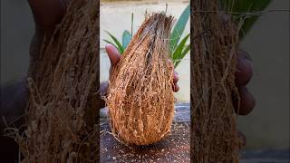 Peeling A Hard Coconut hardcocinut shortvideo [upl. by Baalman]