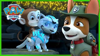 PAW Patrol Jungle Rescues with the Cat Pack and more  PAW Patrol  Cartoons for Kids Compilation [upl. by Soracco]