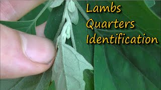 How to Identify Lambs Quarters [upl. by Ynohtn]