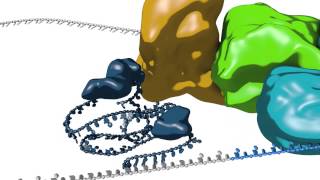 mRNA splicing [upl. by Erdah]