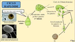 Ciclo Biológico Diploide haploide y diplohaploide [upl. by Nnylharas26]