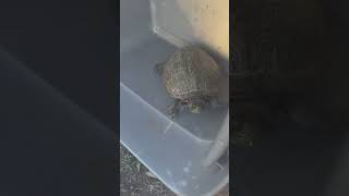 Rescued 🐢 turtle to the water [upl. by Nohpets]