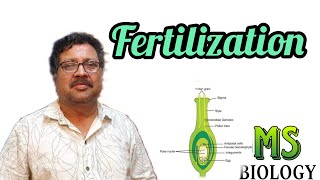 Fertilization in angiosperms [upl. by Adnwahsat]