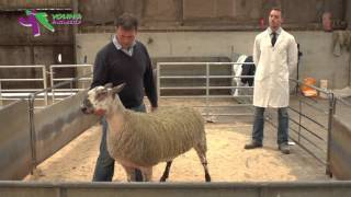 Stockjudging Sheep Demonstration [upl. by Rucker]