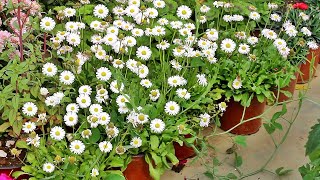 KNOW How To Grow ENGLISH DAISY From Seed With All CARE Tips [upl. by Donough]