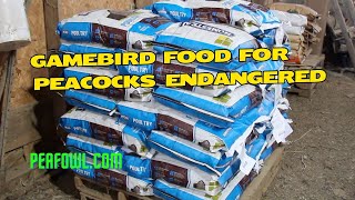 Gamebird Food For Peacocks Endangered Peacock Minute peafowlcom [upl. by Leinoto]