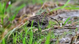 Pintail Snipe 바늘꼬리도요 몸털기 [upl. by Chemush]