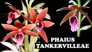 PHAIUS TANKERVILLEAE  División y cuidados [upl. by Evyn799]