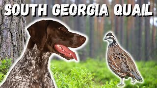 South Georgia Quail Hunt DID NOT DISAPPOINT Southern Fried Quail [upl. by Emanuel]