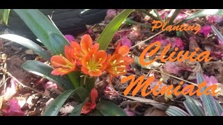 Getting to Know Clivia Miniata Pt2  Propagation and Planting [upl. by Frymire]