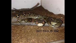 Sexing Pythons male vs female [upl. by Terej390]