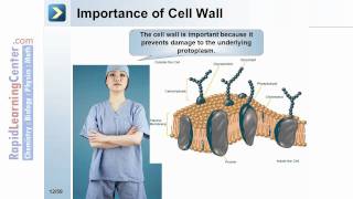 Rapid Learning Bacteria Prokaryotes Fungi  What are Prokaryotes [upl. by Euqinor]