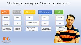 Cholinergic Receptors Pharmacology part 1  Muscarinic Acetylcholine Receptors [upl. by Nylcaj189]