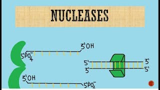 Nucleases  Exonucleases  Endonucleases [upl. by Adnauqal]