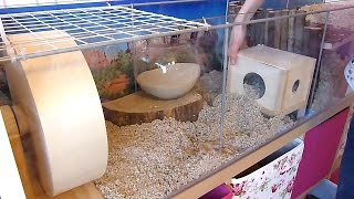 How To Set Up a Gerbil Cage [upl. by Naaitsirhc]