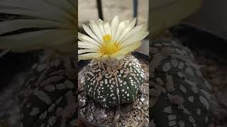 primavera2024 cacto astrophytum Asterias floração perfeição [upl. by Wash]