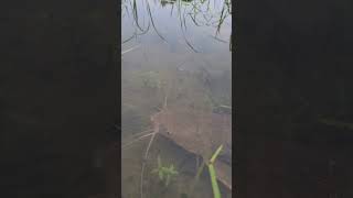 Fish fishingx sishing catfish greatwhite fish food shorts shortsvideo [upl. by Carn380]