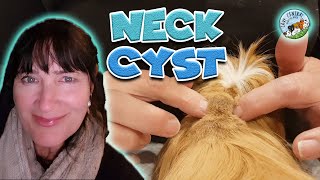 Sebaceous neck cyst removal and treatment at Cavy Central for DK [upl. by Yecats724]