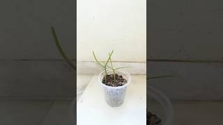 How to grow rhipsalis plants from cuttings viral shortvideo gardenplants [upl. by Les690]