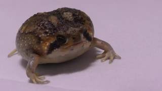 Bushveld rain frog Breviceps adspersus in a photo tent [upl. by Rramahs]