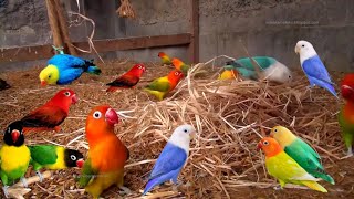 Afrecan Lovebirds Colony Breeding Setup  How To Breed Lovebird In Open Aviary BirdCage Video Sound [upl. by Bekelja]