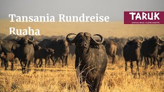 TansaniaReise Ruaha  unberührte Wildnis SafariLodges und einmalige Landschaften  Kurzfilm [upl. by Westleigh]