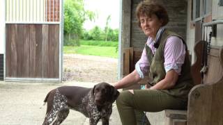 Training 9 month German shorthaired Pointer to hold a dummy in relaxed way [upl. by Inman440]