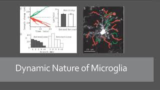 Basics of Microglia [upl. by Ardnat]