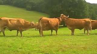 French Limousin Cows [upl. by Avat]