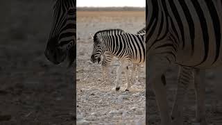 Why do zebras have stripes [upl. by Ettezus]